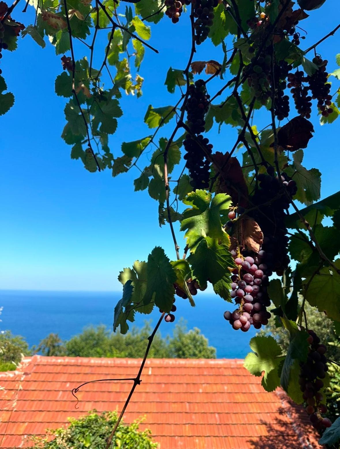 Apartmán Om Living Pelion Áyios Dhimítrios Exteriér fotografie